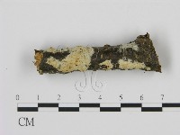 剛毛絲皮菌藏品圖，第1張