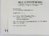 刺革菌屬藏品圖，第2張