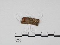 登錄號:F0015241藏品圖，第1張