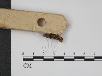 登錄號:F0015241藏品圖，第3張