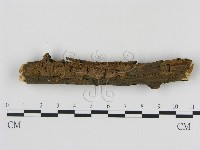 刺革菌屬藏品圖，第1張