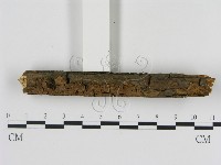 刺革菌屬藏品圖，第3張