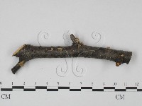 登錄號:F0015243藏品圖，第1張