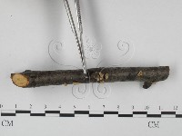 登錄號:F0015243藏品圖，第3張