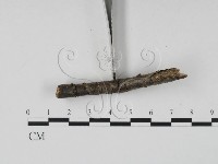 登錄號:F0015246藏品圖，第3張