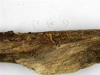 登錄號:F0015247藏品圖，第3張