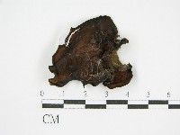 登錄號:F0015249藏品圖，第4張