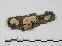 韌革菌屬藏品圖，第1張