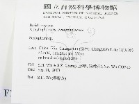 筍殼菌屬藏品圖，第2張
