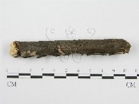 筍殼菌屬藏品圖，第3張