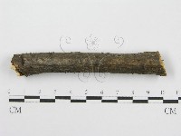 筍殼菌屬藏品圖，第4張