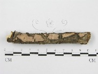 筍殼菌屬藏品圖，第5張