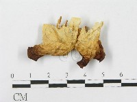 登錄號:F0015256藏品圖，第3張