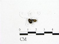登錄號:F0015257藏品圖，第1張