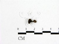 登錄號:F0015257藏品圖，第3張