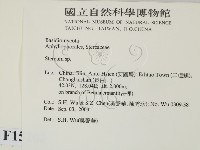 韌革菌屬藏品圖，第2張