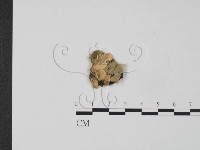 韌革菌屬藏品圖，第1張