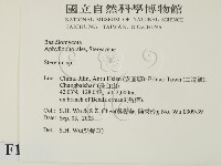 韌革菌屬藏品圖，第2張