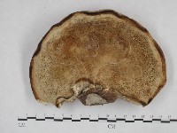 登錄號:F0015266藏品圖，第1張