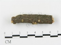 盤革菌屬藏品圖，第3張