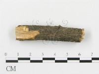 盤革菌屬藏品圖，第4張