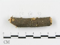 盤革菌屬藏品圖，第5張