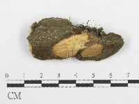 登錄號:F0015270藏品圖，第1張