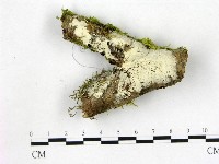 登錄號:F0015275藏品圖，第1張