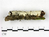 登錄號:F0015276藏品圖，第3張