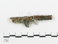 阿太菌屬藏品圖，第5張