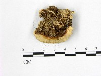 多年臥孔菌屬藏品圖，第3張