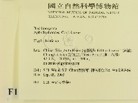 絲齒菌屬藏品圖，第2張