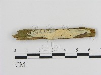 絲齒菌屬藏品圖，第1張