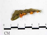 花耳屬藏品圖，第3張