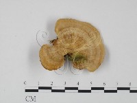 登錄號:F0015287藏品圖，第1張