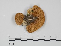 登錄號:F0015287藏品圖，第3張