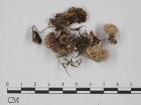 附毛菌屬藏品圖，第1張
