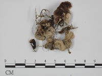 附毛菌屬藏品圖，第3張