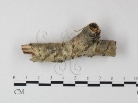 登錄號:F0015290藏品圖，第1張
