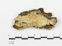 登錄號:F0015292藏品圖，第1張