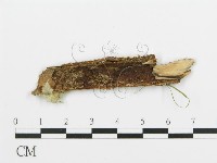 登錄號:F0015297藏品圖，第3張