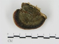 松生擬層孔菌藏品圖，第3張