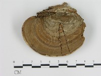 登錄號:F0015300藏品圖，第1張