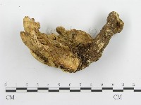 登錄號:F0015302藏品圖，第4張