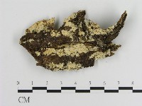 登錄號:F0015303藏品圖，第1張