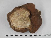 登錄號:F0015304藏品圖，第3張
