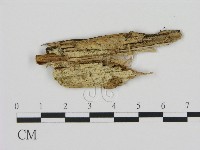 剛毛絲皮菌藏品圖，第1張