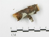 登錄號:F0015306藏品圖，第1張