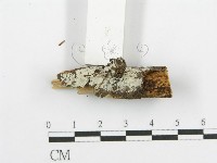 登錄號:F0015306藏品圖，第3張