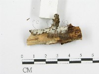 登錄號:F0015306藏品圖，第4張